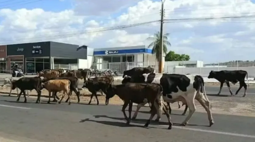 Animais soltos nas rodovias do Piauí provocaram 42 mortes no primeiro semestre de 2026